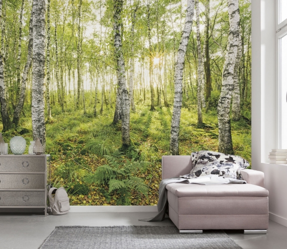 Birch Trees - fototapet - 2,5x4 m - fra ...